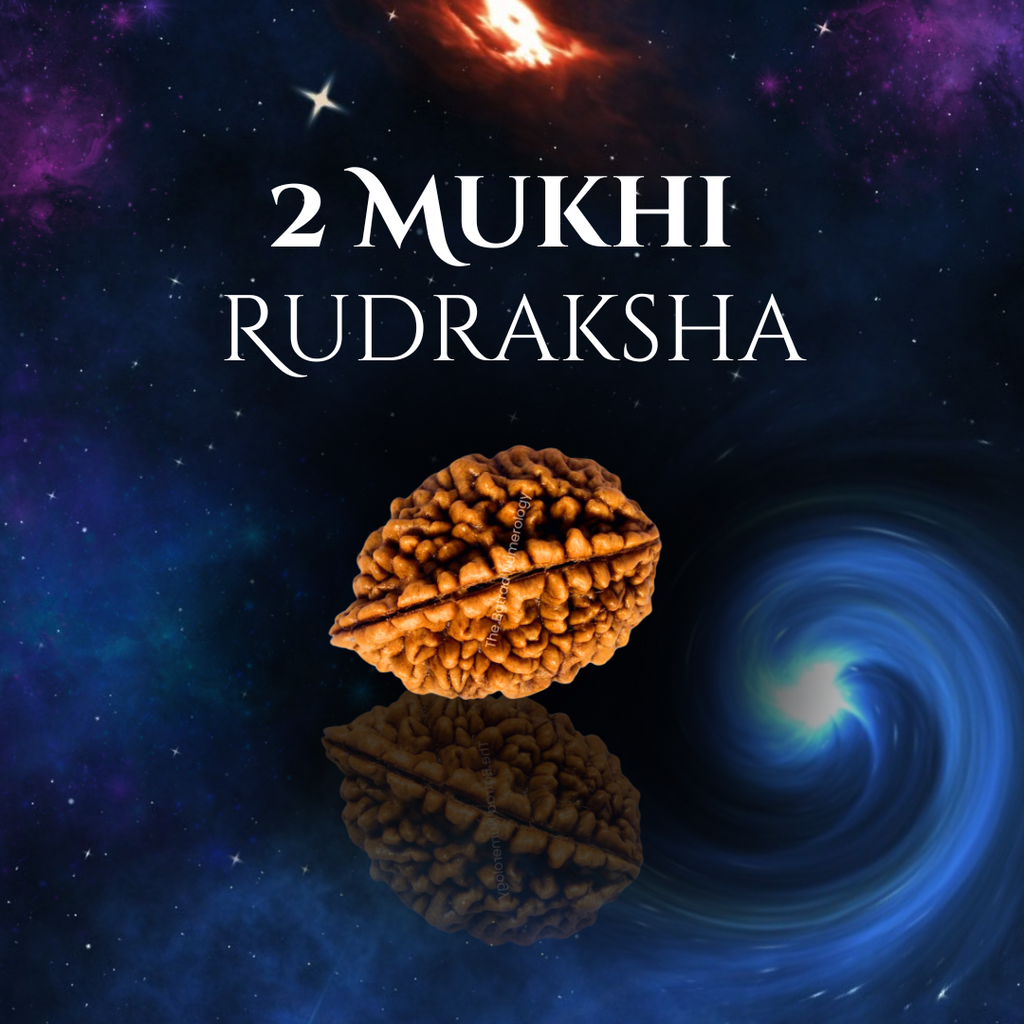 2 Mukhi Rudraksha