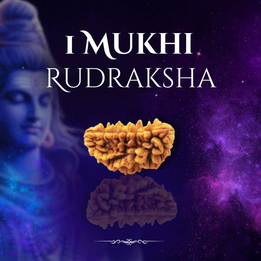 1 Mukhi Rudraksha