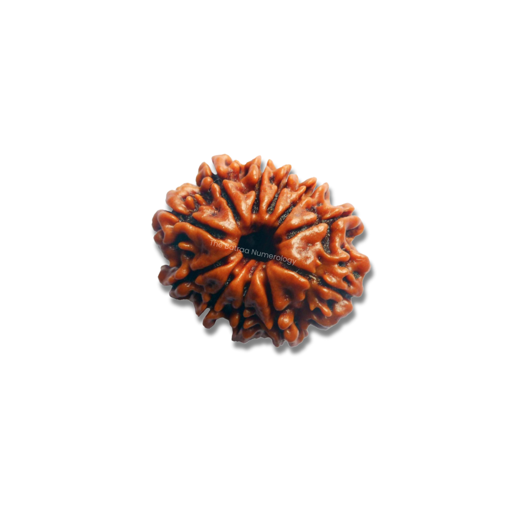 11 Mukhi Rudraksha