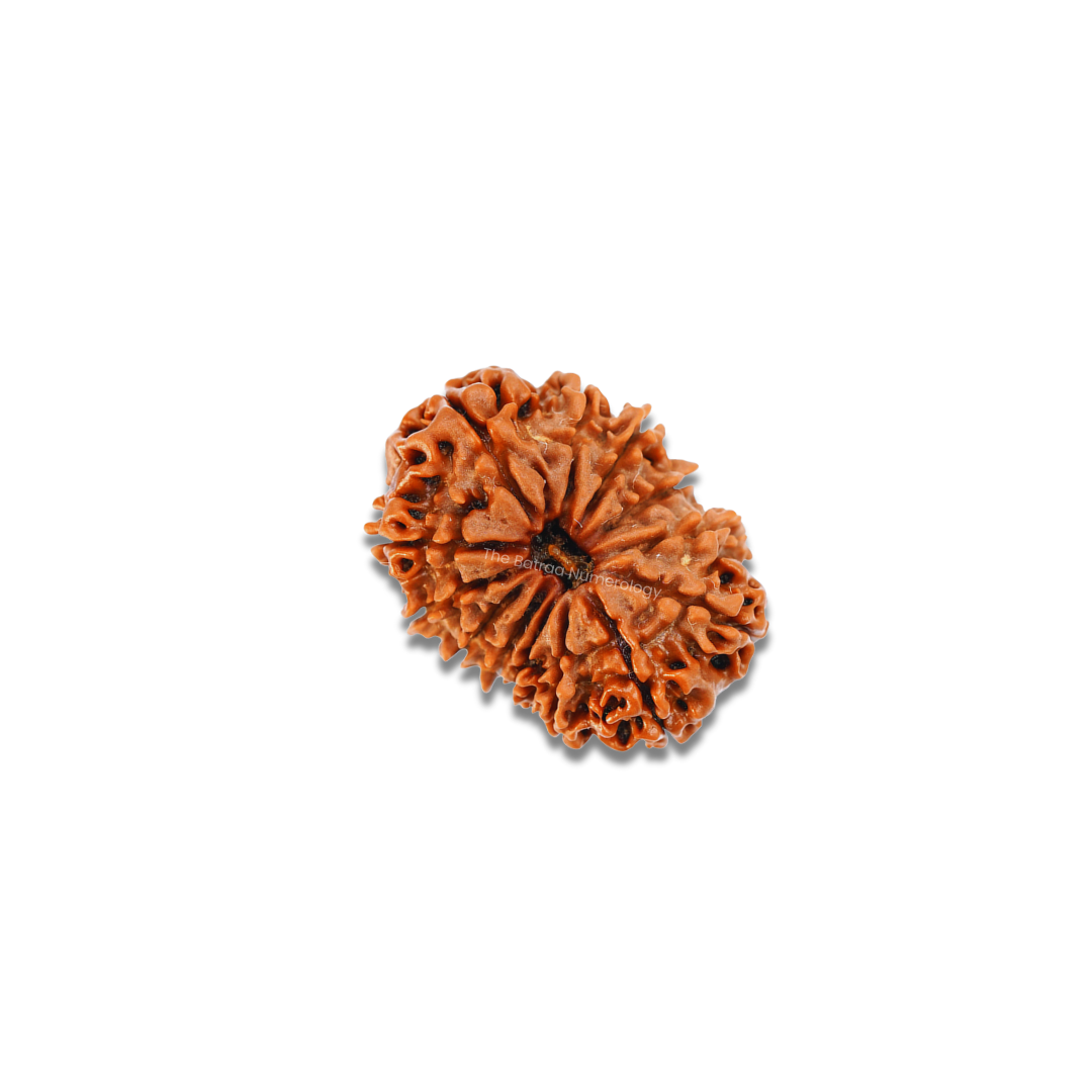 13 Mukhi Rudraksha