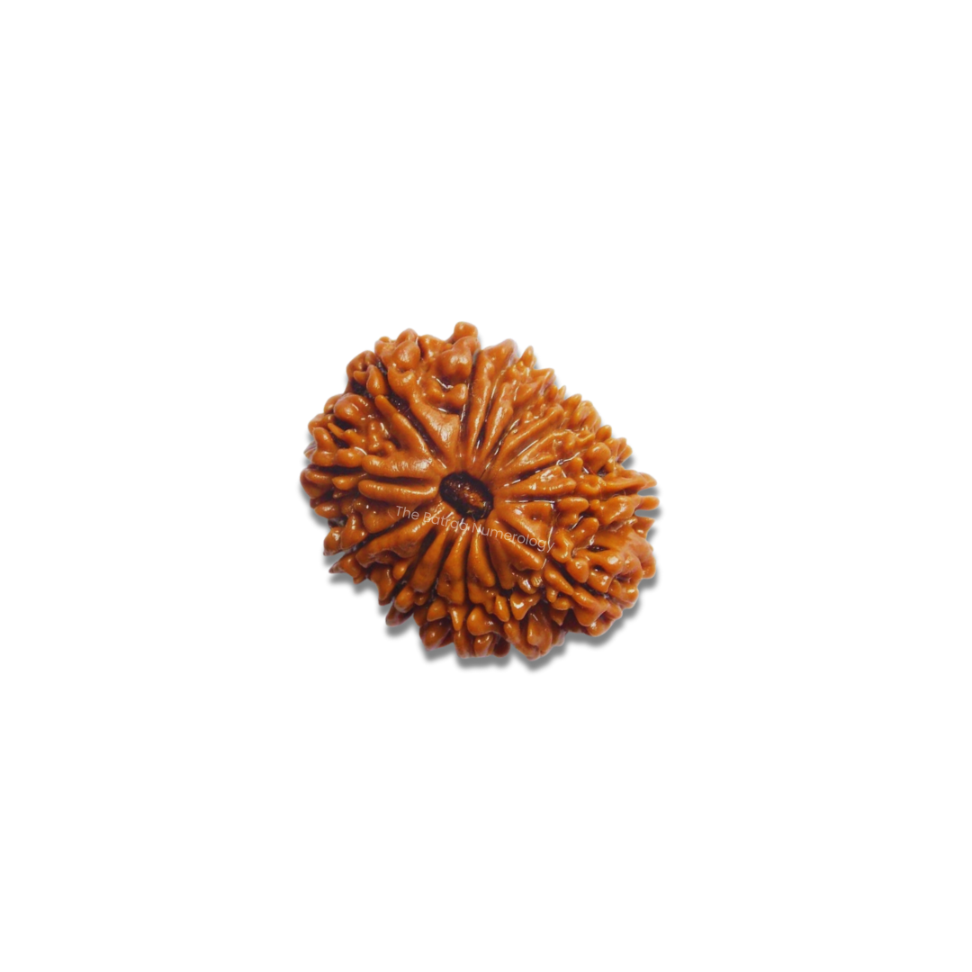 14 Mukhi Rudraksha