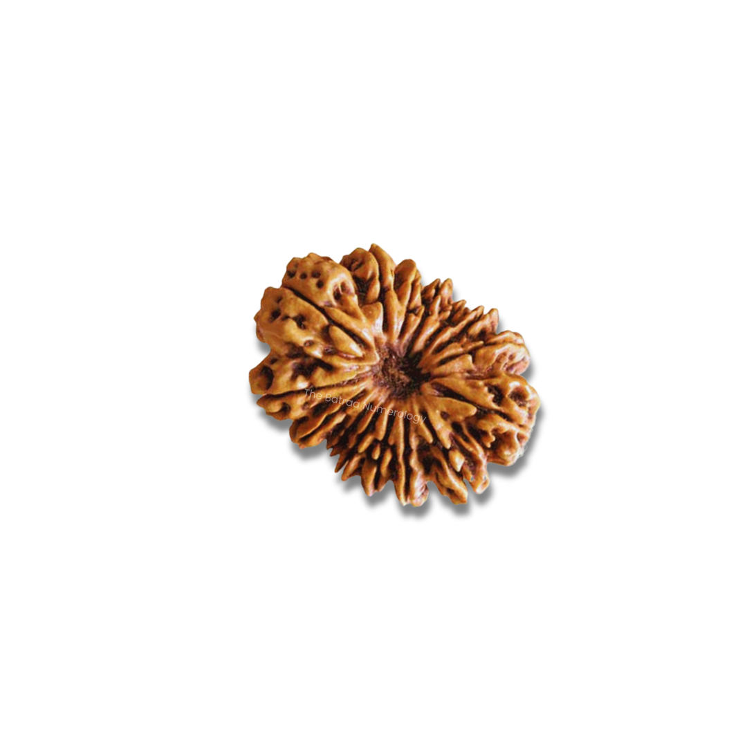 15 Mukhi Rudraksha