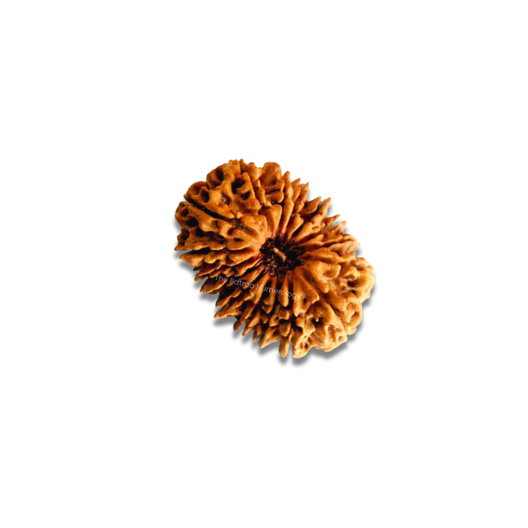 16 Mukhi Indonesian Rudraksha