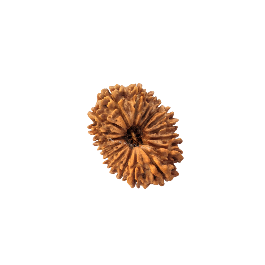 17 Mukhi Indonesian Rudraksha