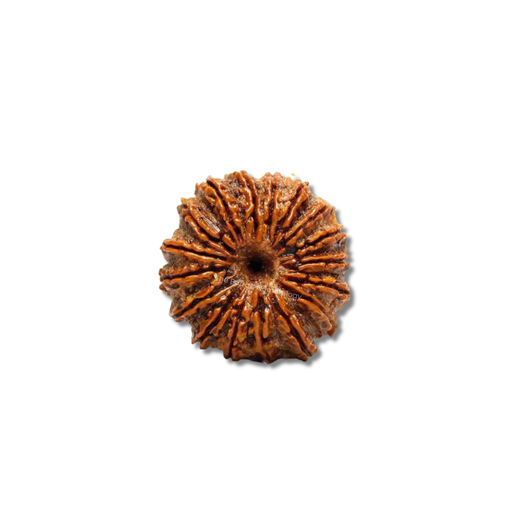 18 Mukhi Indonesian Rudraksha