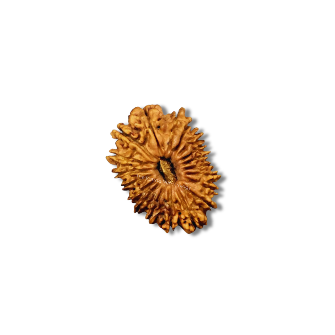 19 Mukhi Indonesian Rudraksha