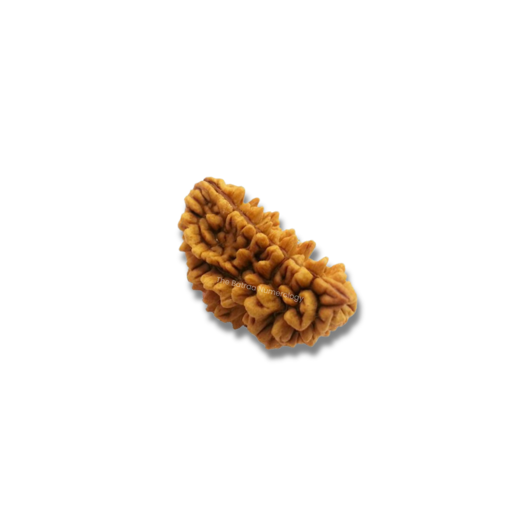 1 Mukhi Rudraksha