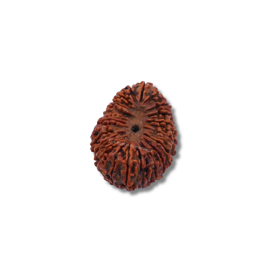 20 Mukhi Indonesian Rudraksha – The Batraa Numerology