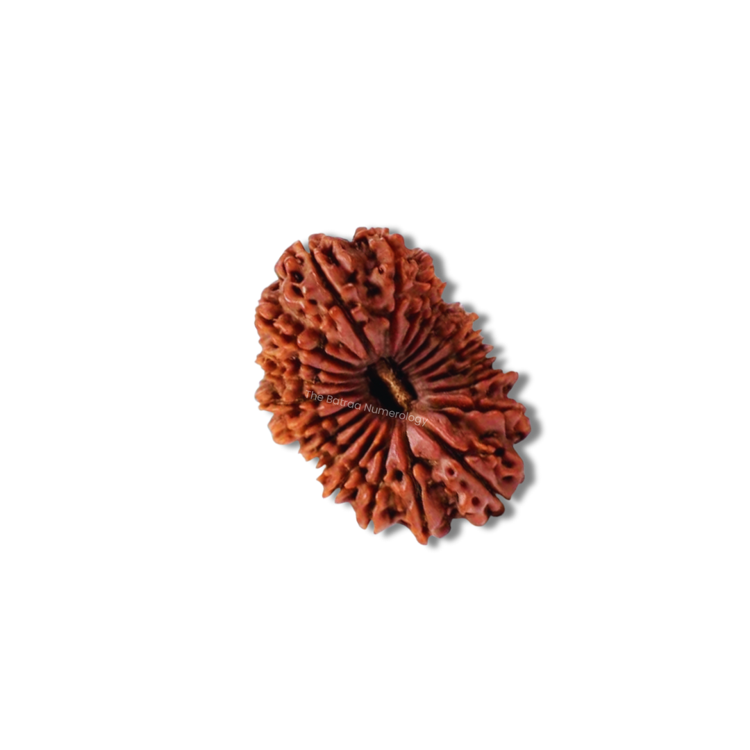 21 Mukhi Indonesian Rudraksha