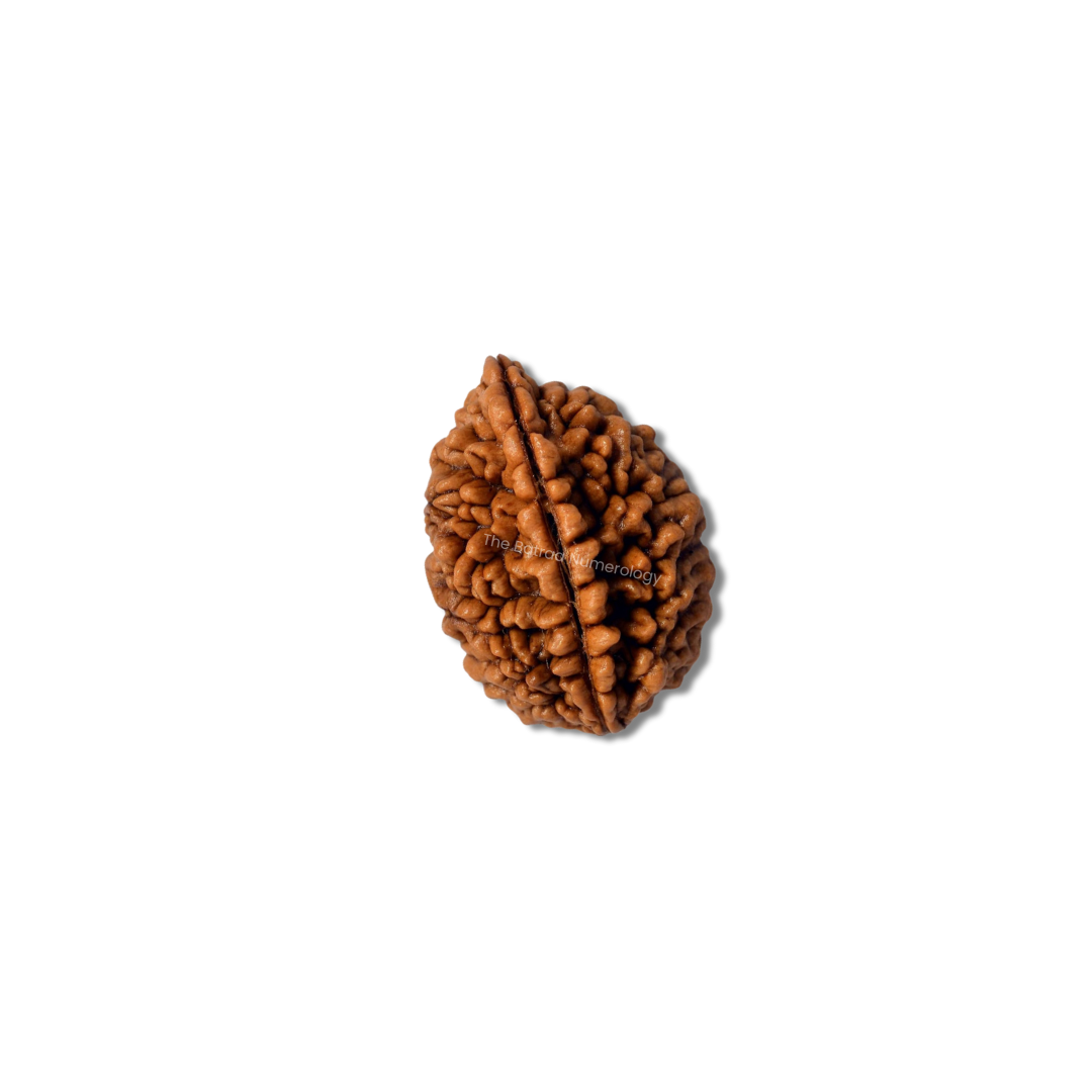 2 Mukhi Rudraksha