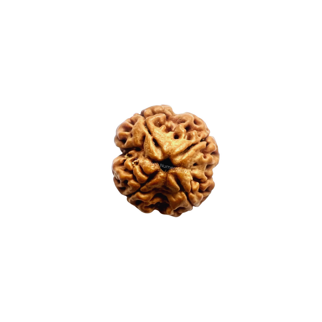 4 Mukhi Rudraksha - Nepali