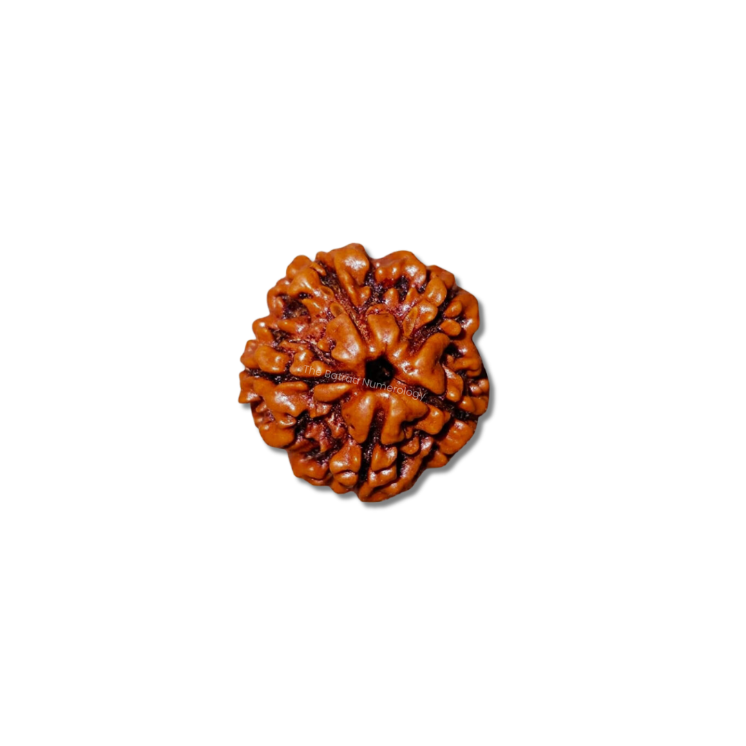 5 Mukhi Rudraksha