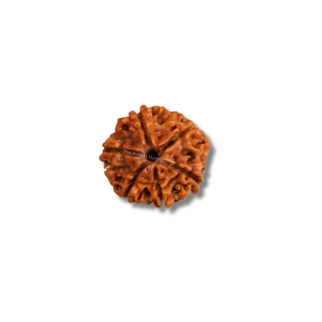 6 Mukhi Nepali Rudraksha