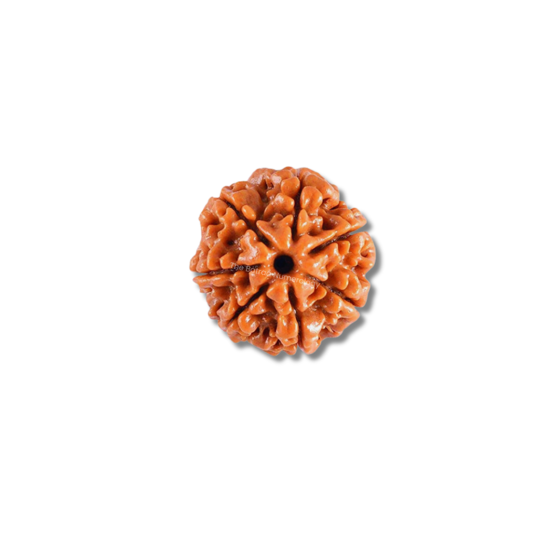 7 Mukhi Nepali Rudraksha