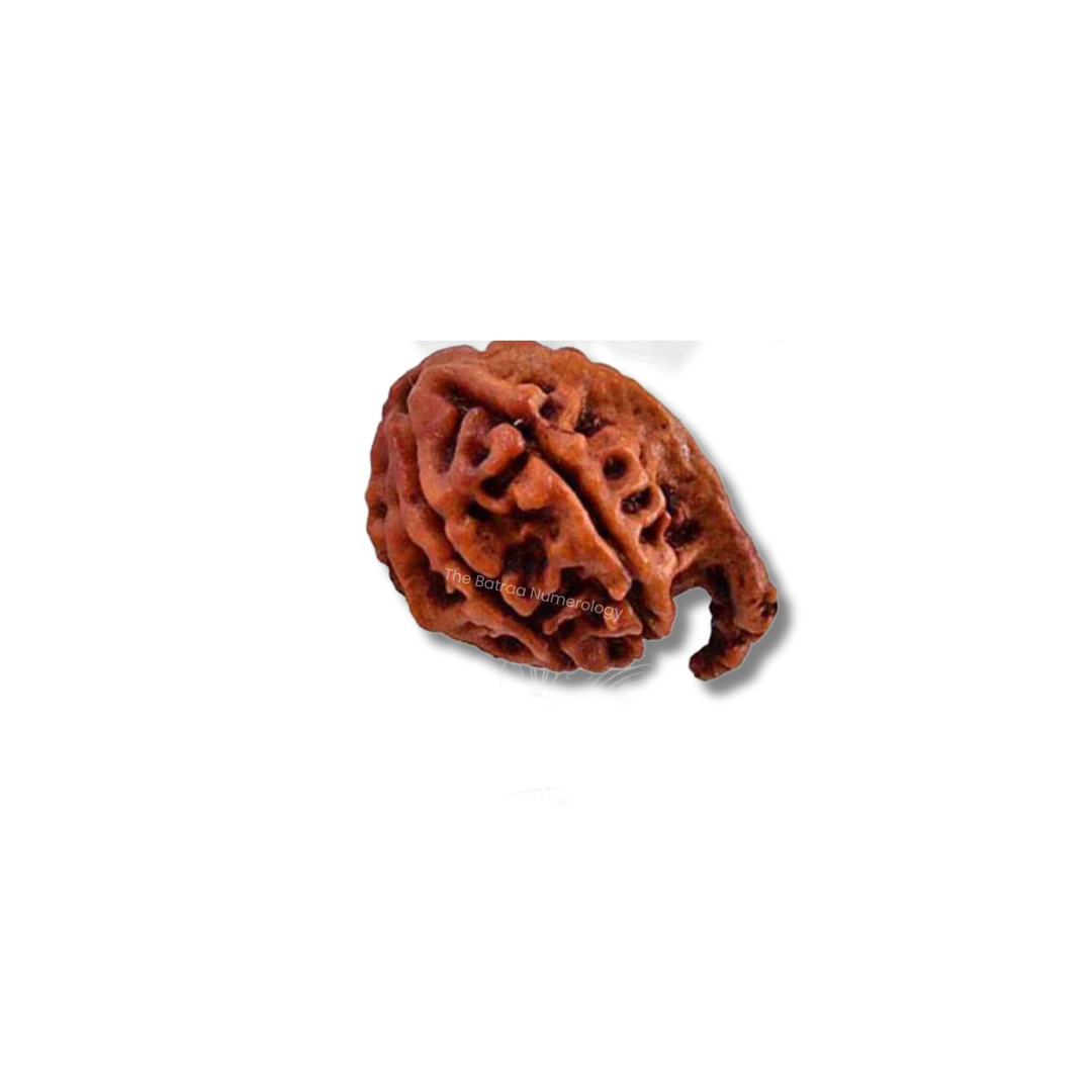 Ganesh Rudraksha