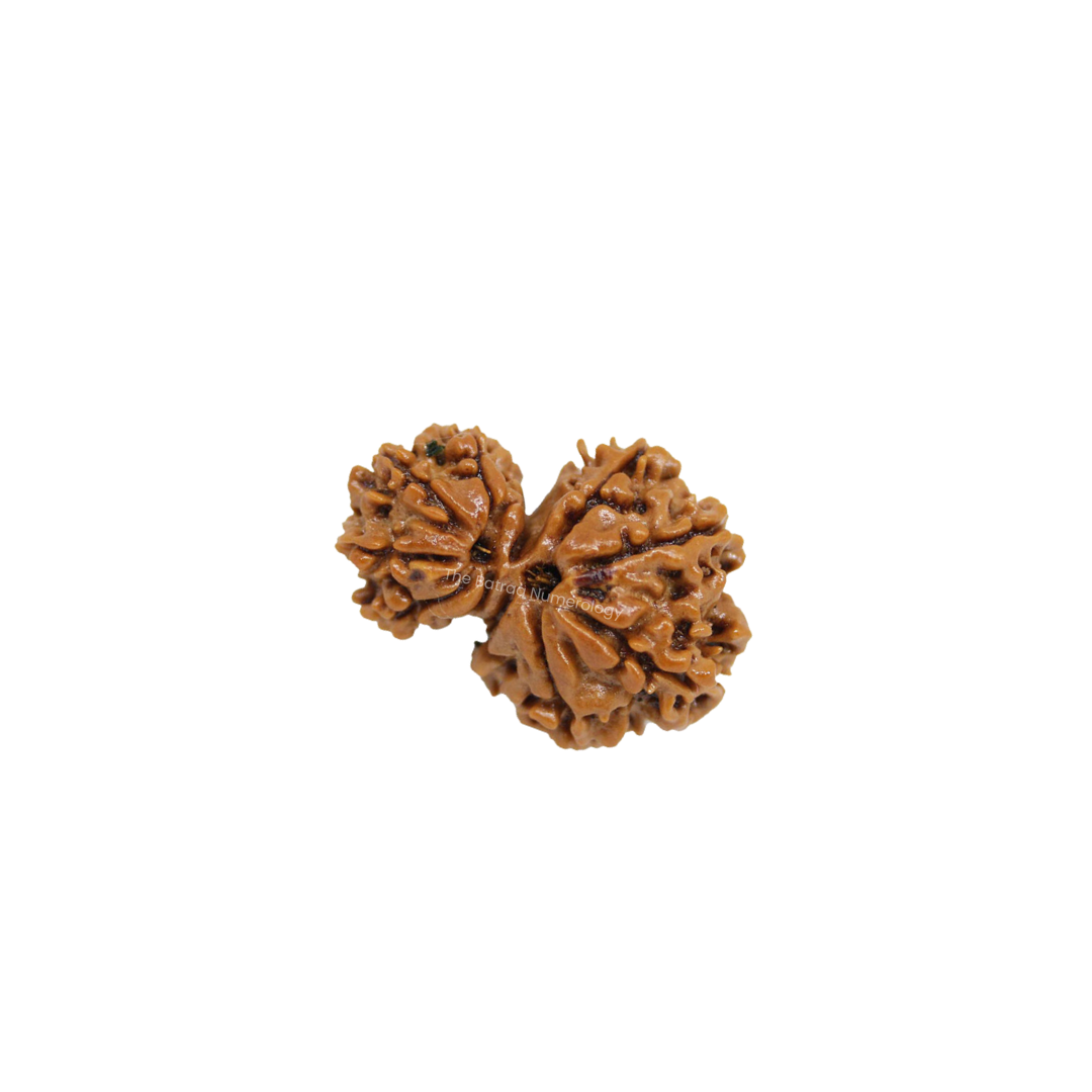 Garbh Gauri Rudraksha