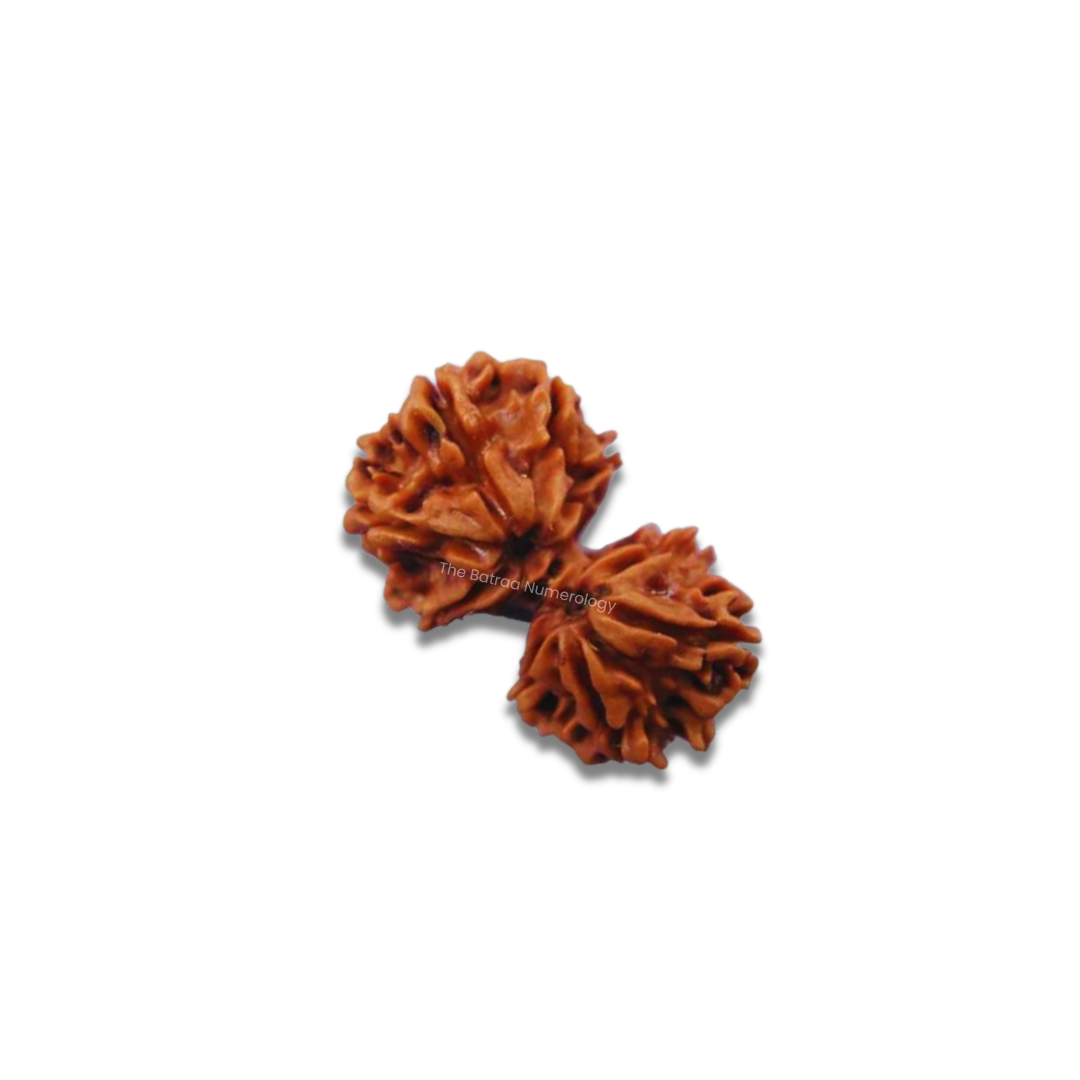 Gauri Shankar Rudraksha